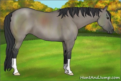 Horse Color:Grullo