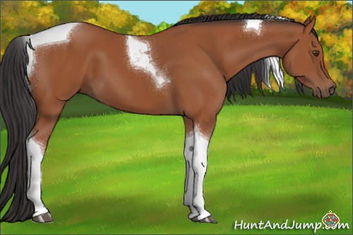 Horse Color:Bay Tobiano 