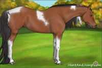 Horse Color:Bay Tobiano 