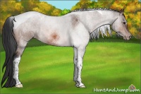 Horse Color:Brown Tobiano Appaloosa 