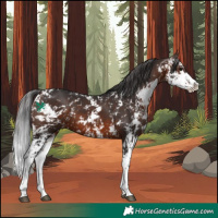 Horse Color:Brown Sabino 