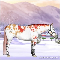 Horse Color:Buckskin Splash Near Leopard
