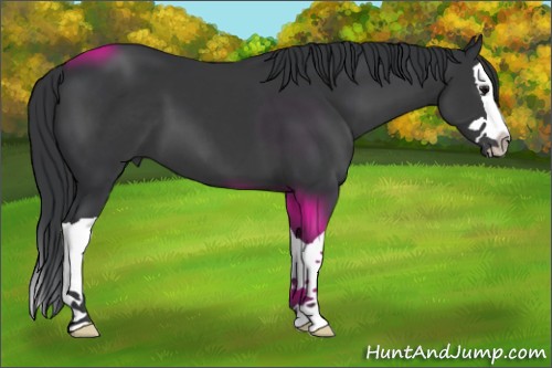 Horse Color:Black Splash 