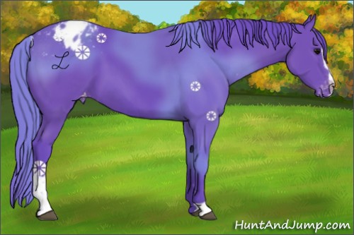 Horse Color:Watercolor Black Sabino Appaloosa 