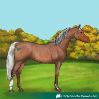 Horse Color:Silver Bay Roan Sabino Rabicano 