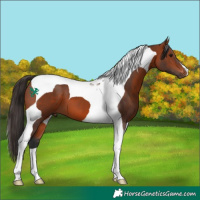 Horse Color:Bay Tobiano 