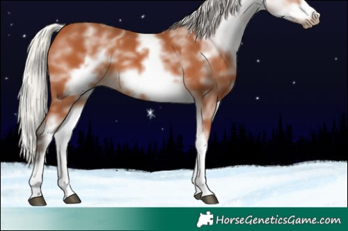 Horse Color:White Spotted Silver Bay Frame 