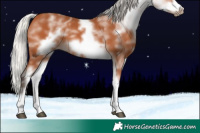 Horse Color:White Spotted Silver Bay Frame