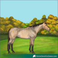Horse Color:Buckskin Roan 