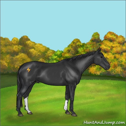 Horse Color:Black Sabino