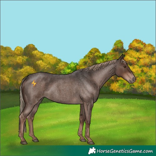 Horse Color:Liver Red Roan 