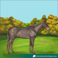 Horse Color:Liver Red Roan 