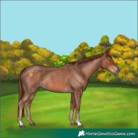 Horse Color:Red Roan 