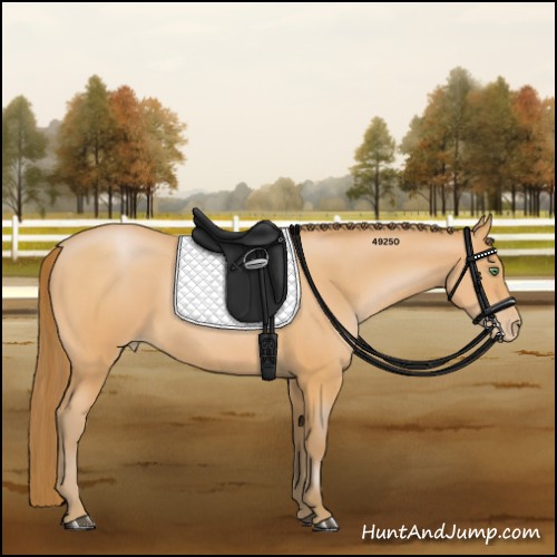Horse Color:Bay Pearl 