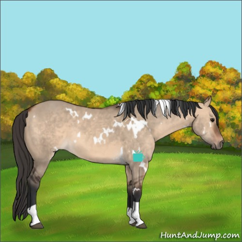 Horse Color:White Spotted Bay Dun Tobiano 