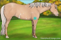 Horse Color:White Spotted Silver Sable Champagne Sabino