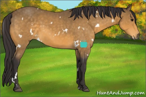 Horse Color:White Spotted Buckskin 