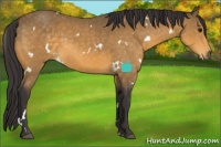 Horse Color:White Spotted Buckskin 