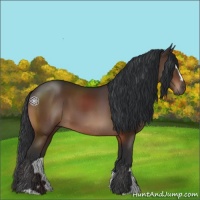 Horse Color:Bay Sabino 
