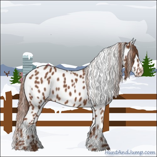 Horse Color:Chestnut Appaloosa 