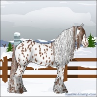 Horse Color:Chestnut Appaloosa 