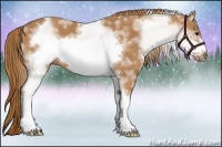 Horse Color:White Spotted Chestnut Sabino Frame