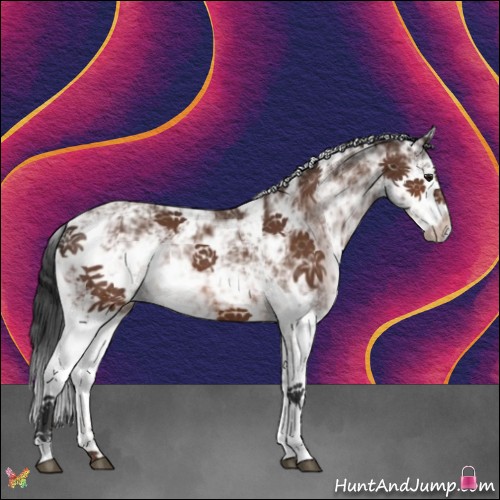 Horse Color:Bay Sabino 