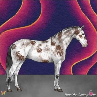 Horse Color:Bay Sabino 