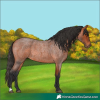 Horse Color:Bay Roan 