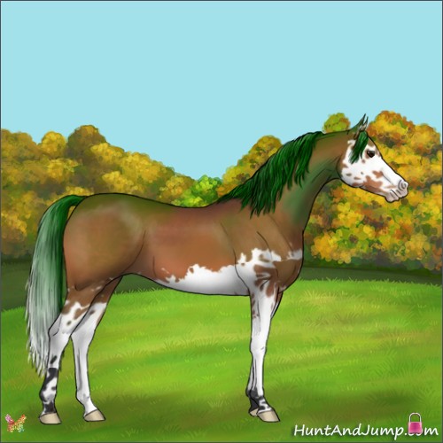 Horse Color:Bay Splash 