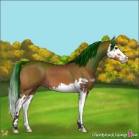 Horse Color:Bay Splash 