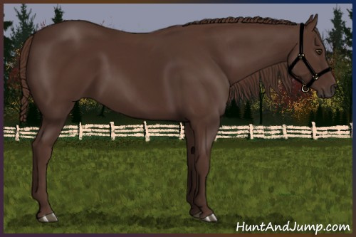 Horse Color:Liver Chestnut 