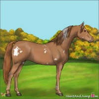 Horse Color:White Spotted Chestnut 