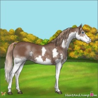 Horse Color:Liver Chestnut Splash
