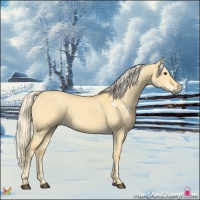 Horse Color:White Spotted Palomino Dun 