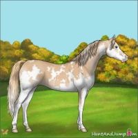 Horse Color:White Spotted Chestnut Splash 
