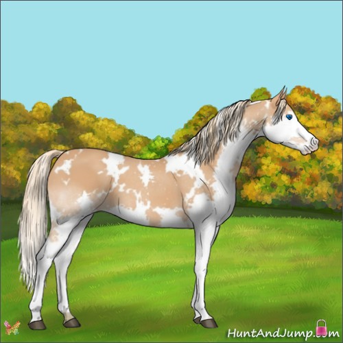 Horse Color:White Spotted Chestnut Splash