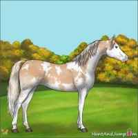 Horse Color:White Spotted Chestnut Splash 