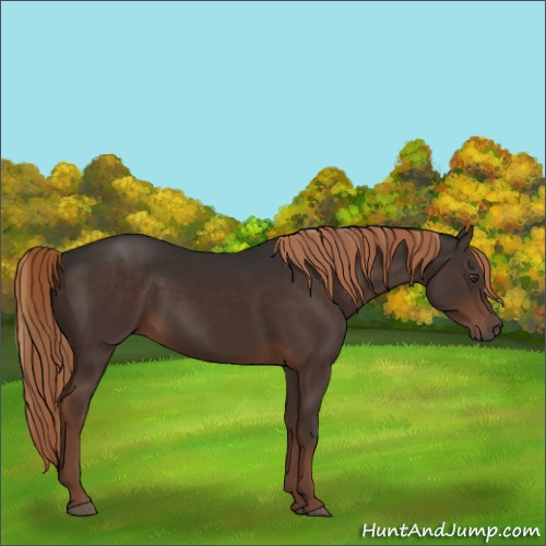 Horse Color:Liver Chestnut 