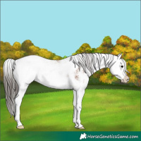 Horse Color:Bay Sabino Splash Appaloosa 