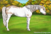 Horse Color:Silver Bay Roan Dun Splash Frame 