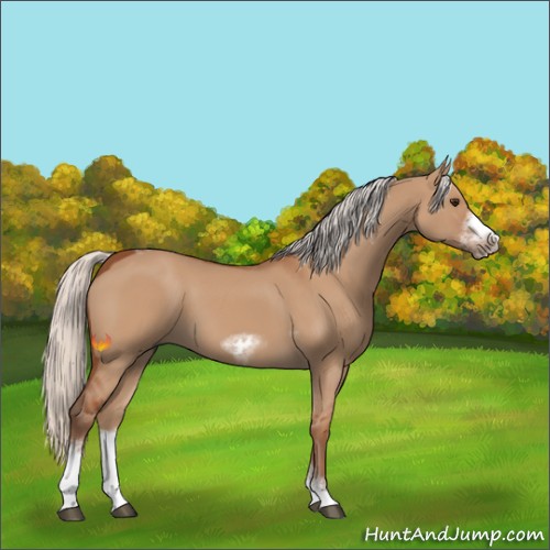 Horse Color:Unknown 