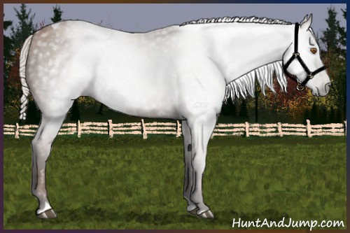Horse Color:Gray Silver Black Pearl Tobiano 