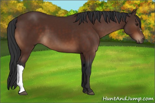 Horse Color:Brown 