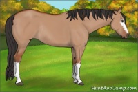 Horse Color:White Spotted Bay Dun Rabicano 