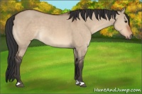 Horse Color:Brown Dun 