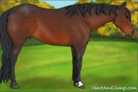 Horse Color:Brown Sabino