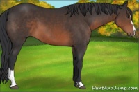 Horse Color:Brown Sabino