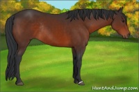 Horse Color:Brown Rabicano 