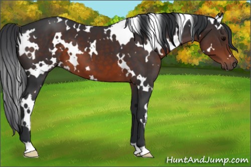 Horse Color:White Spotted Brown 